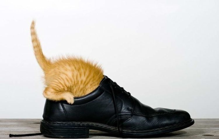 Как и чем можно вывести запах кошачьей мочи с обуви